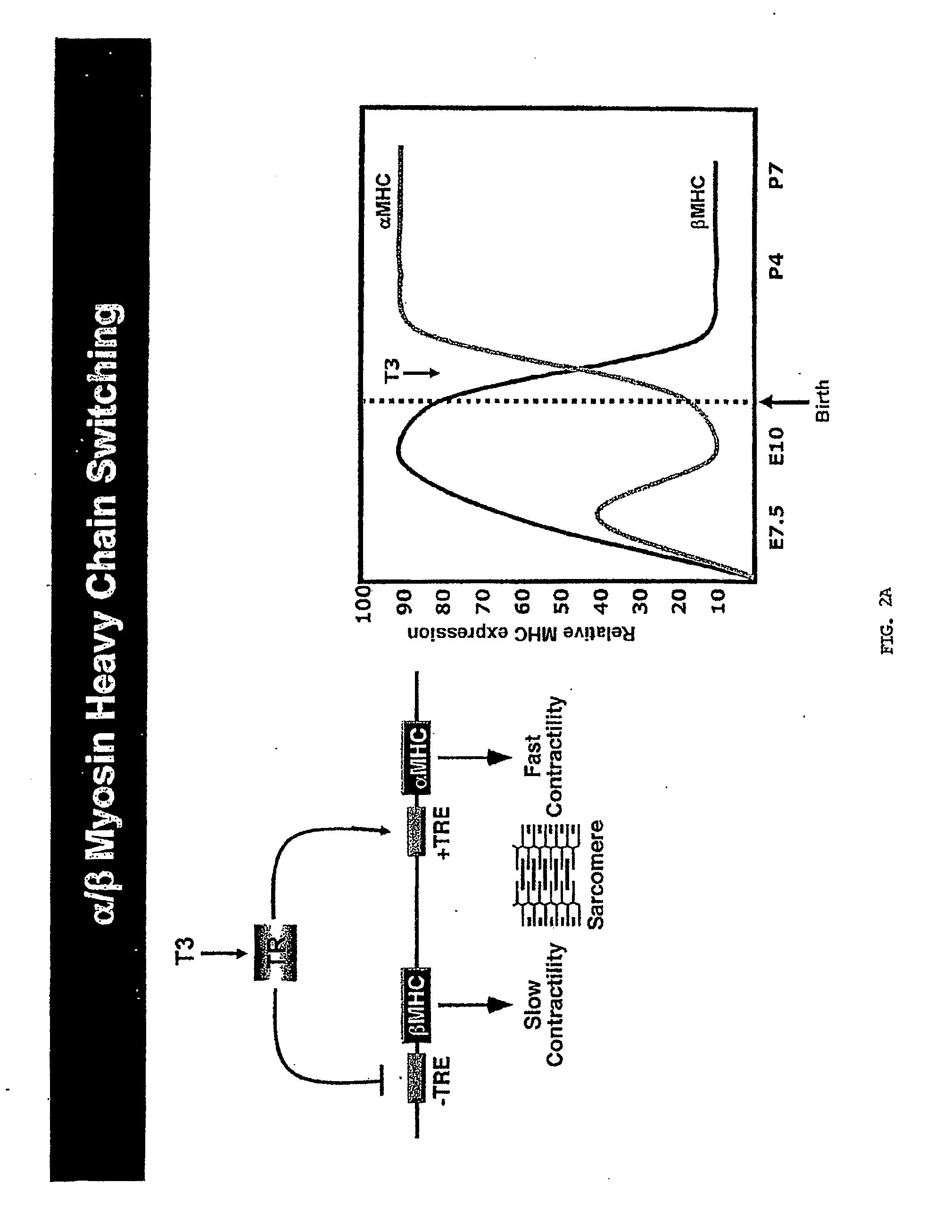 A micro-rna family that modulates fibrosis and uses thereof