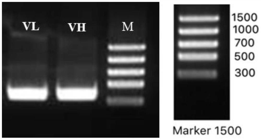 Variable region sequence of specific anti-chlorothalonil antibody and recombinant full-length IgG antibody thereof