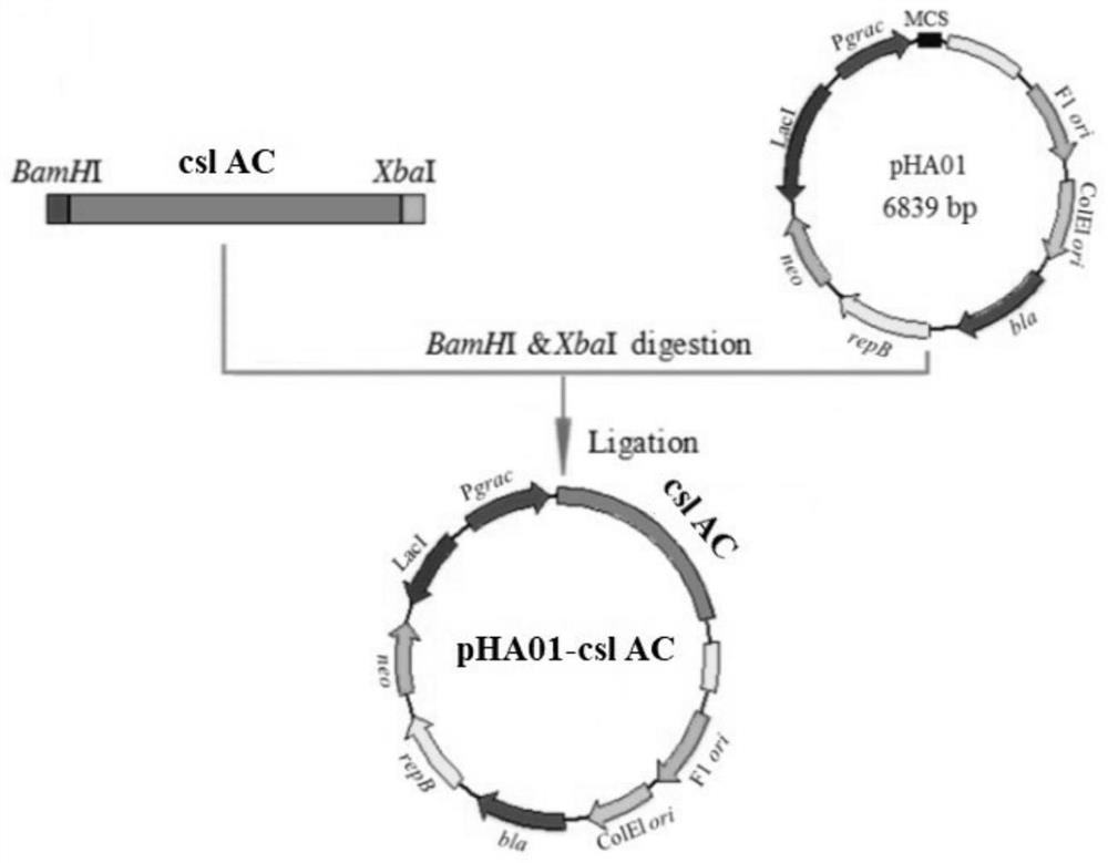 A genetic engineering strain of Bacillus subtilis and its application in the preparation of small molecule hyaluronic acid