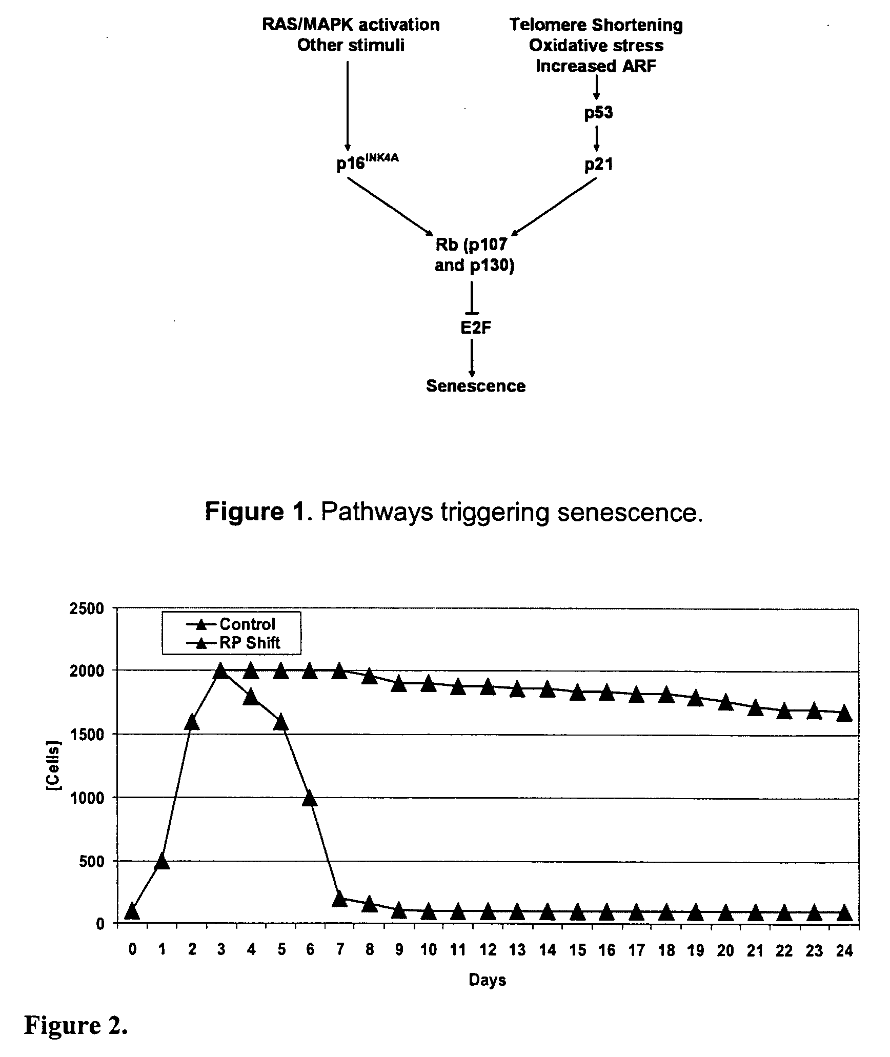 Cell lines for use in increasing protein yield from a cell culture