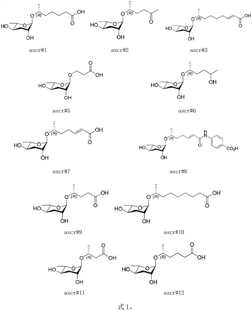 Application of ascaroside in preparation of preparation for development recovery of nematodes in H.bacteriophora H06 infection stage