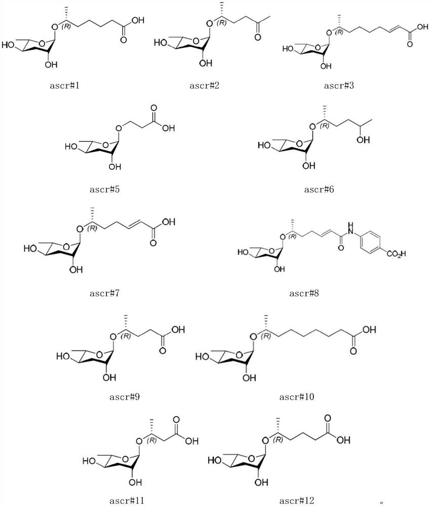 Application of ascaroside in preparation of preparation for development recovery of nematodes in H.bacteriophora H06 infection stage