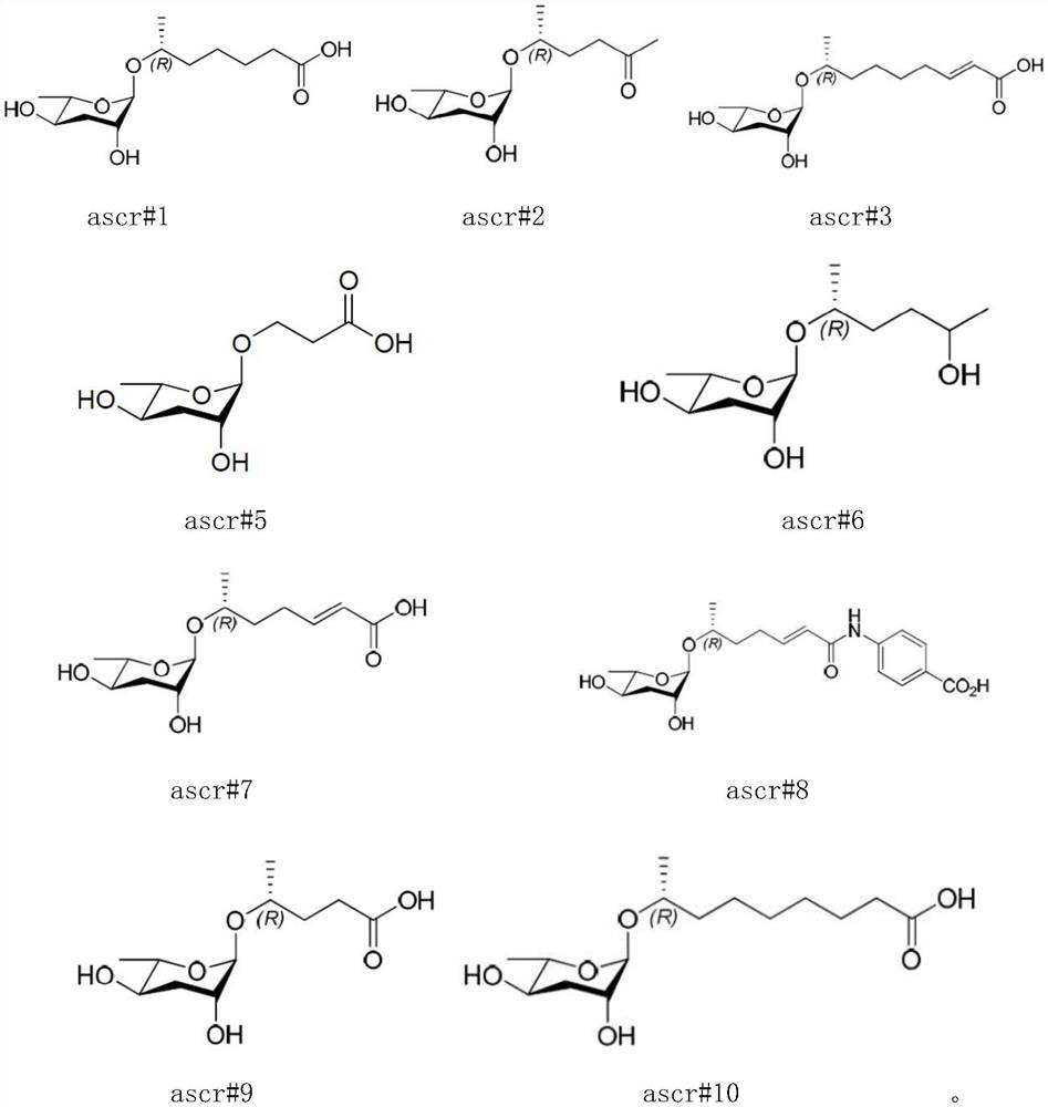 Application of ascaroside in preparation of preparation for development recovery of nematodes in H.bacteriophora H06 infection stage