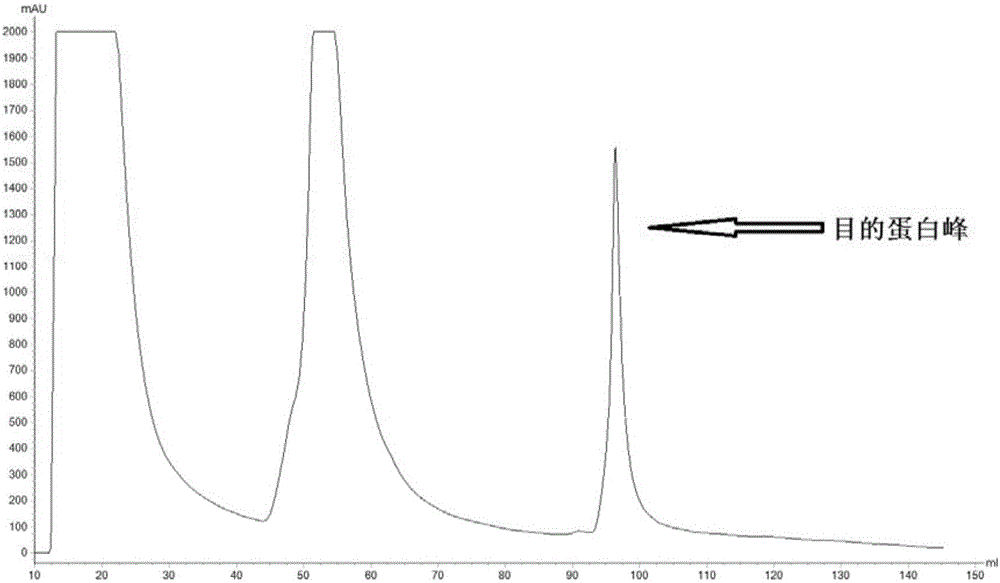 Preparation method of fusion protein for inhibiting clostridium perfringens infection