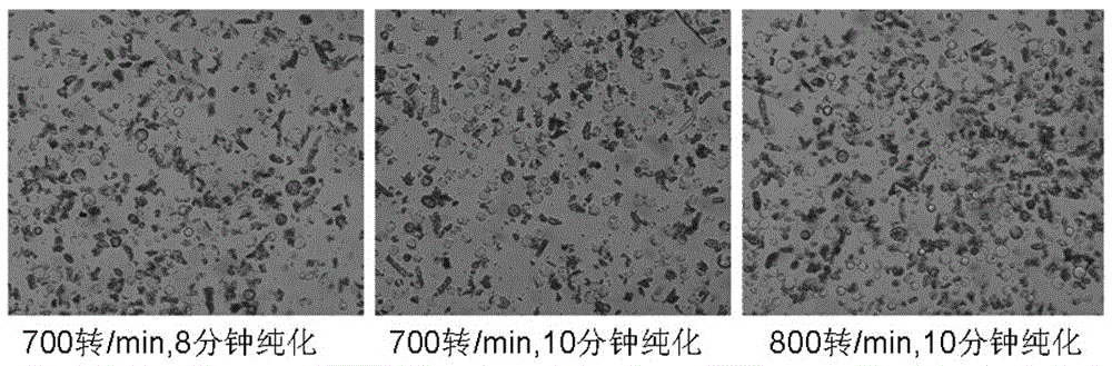 A method for isolating cotton guard cell protoplasts