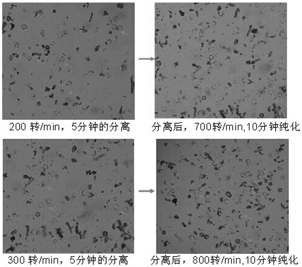 A method for isolating cotton guard cell protoplasts