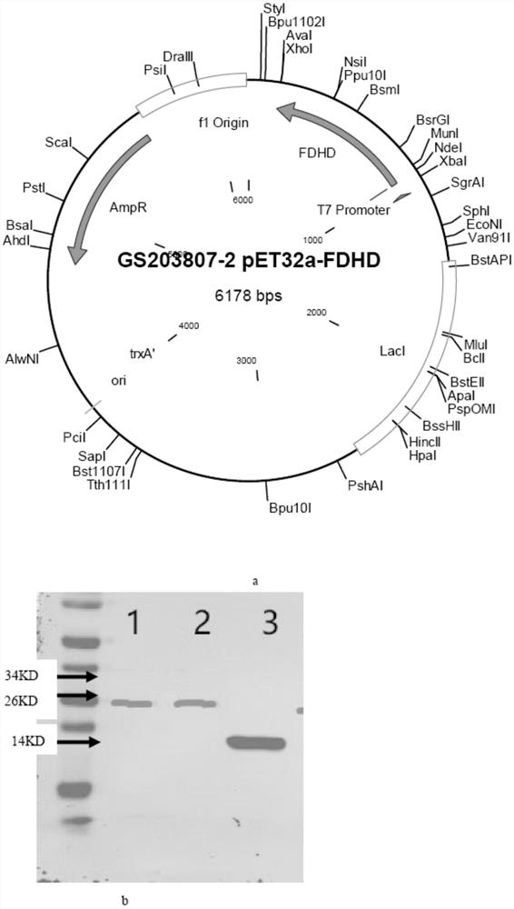 Functional gene carrier pet32a-fdhd with high efficiency assisted hydrogen production and its construction