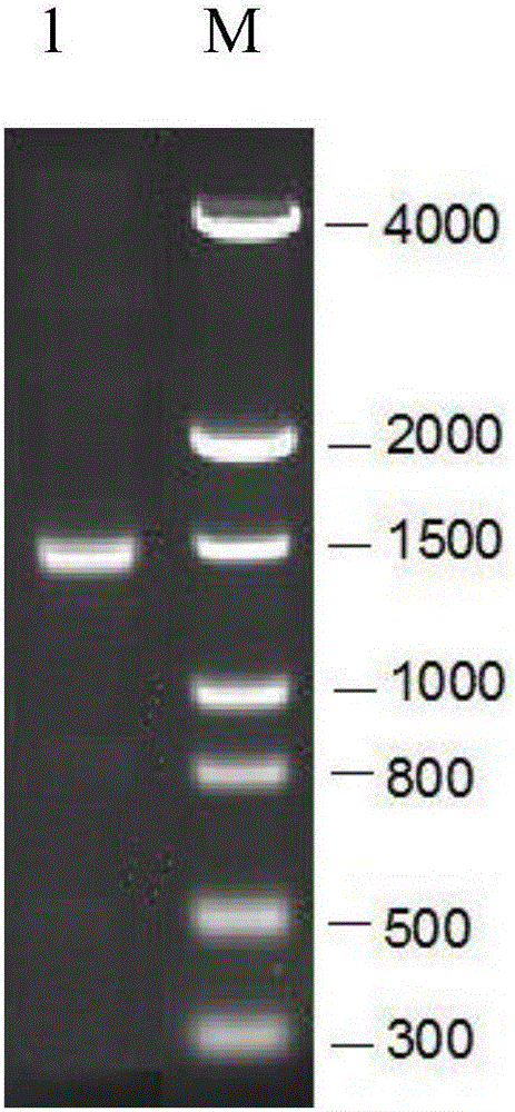 A kind of recombinant mycoplasma pneumoniae protein and its application