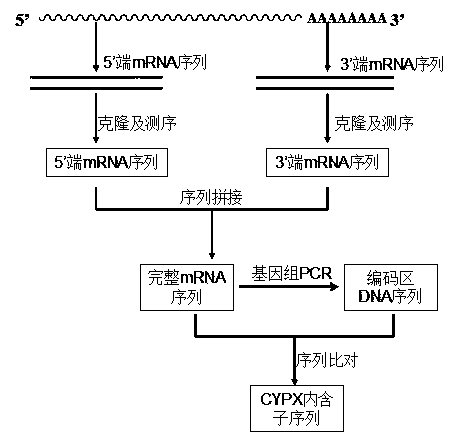 Cloning and analysis of P450 enzyme gene for 7alpha, 15alpha-dihydroxylation of DHEA