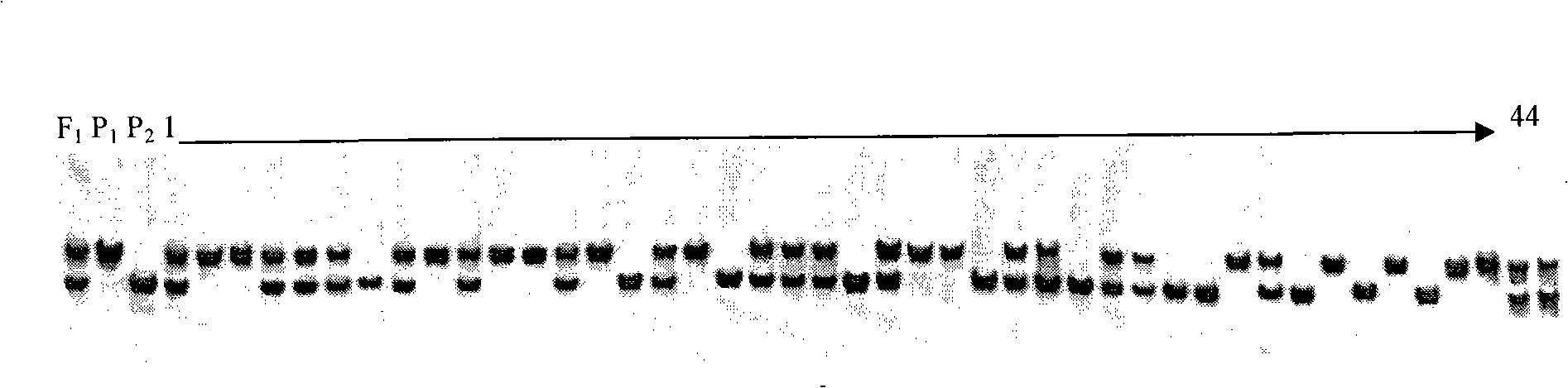 Molecule marker of red peel gene of weedy rice