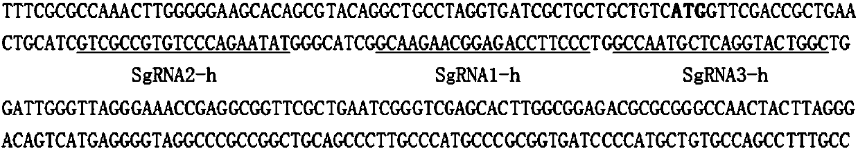 A kind of sgRNA sequence and its application of specific knockout dihydrofolate reductase gene