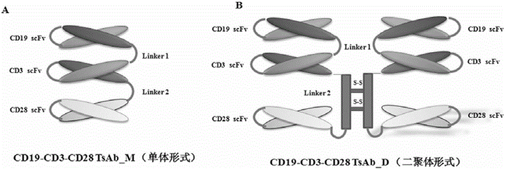 Three-function molecule combining CD19, CD3 and CD28 and application of three-function molecule