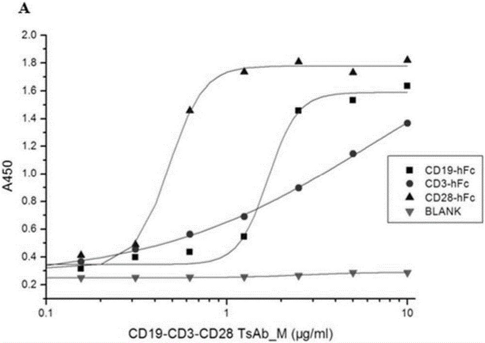 Three-function molecule combining CD19, CD3 and CD28 and application of three-function molecule