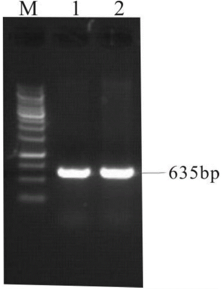 Brown planthopper carbonic anhydrase gene segment and application thereof