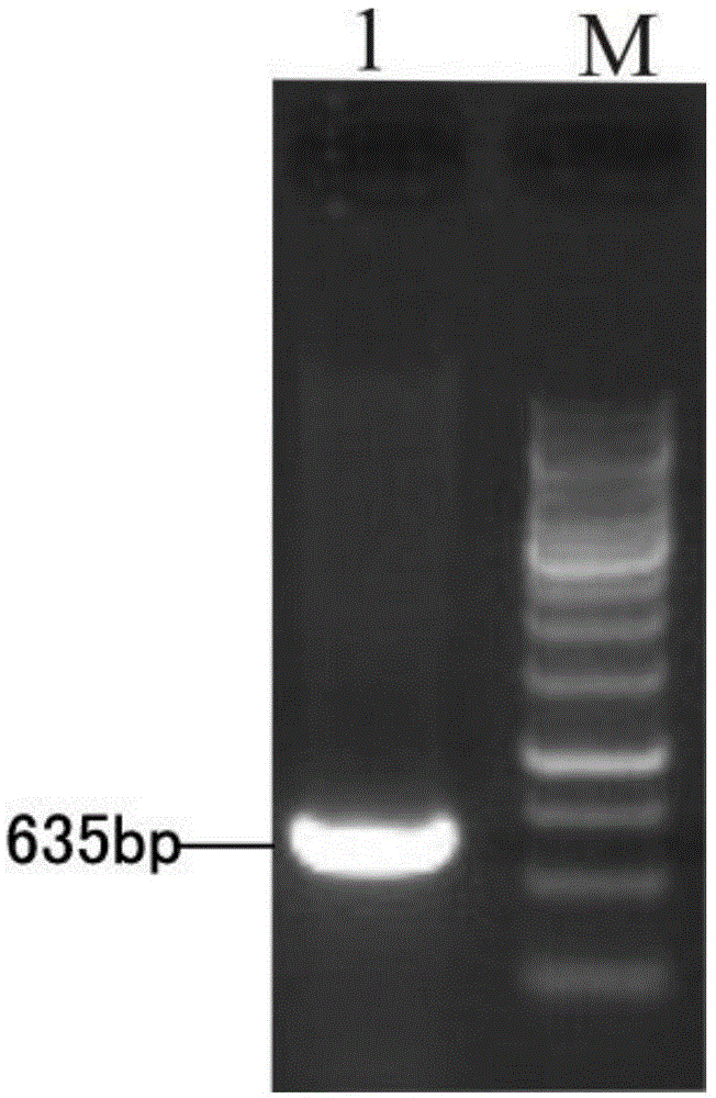 Brown planthopper carbonic anhydrase gene segment and application thereof