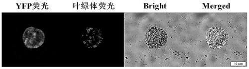 Preparation and conversion method of soybean protoplasts