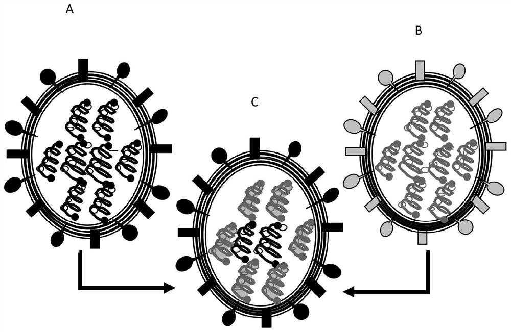 Live attenuated influenza vaccine composition and process for preparation thereof