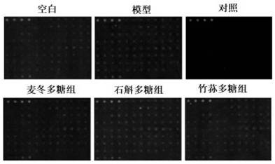 Protein chip for skin moisturizing detection as well as preparation method, application and detection method of protein chip