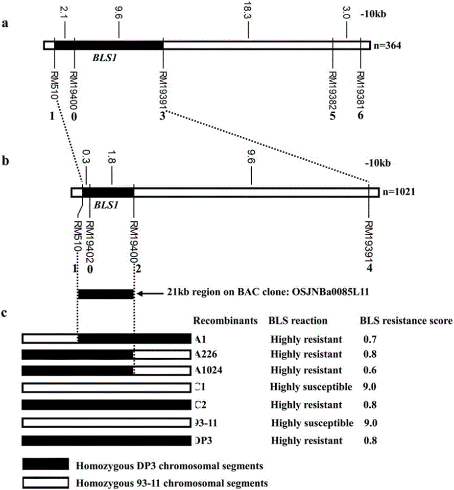 Molecular marker of main active gene BLS1 of paddy rice resisting bacterial streak and application of molecular marker
