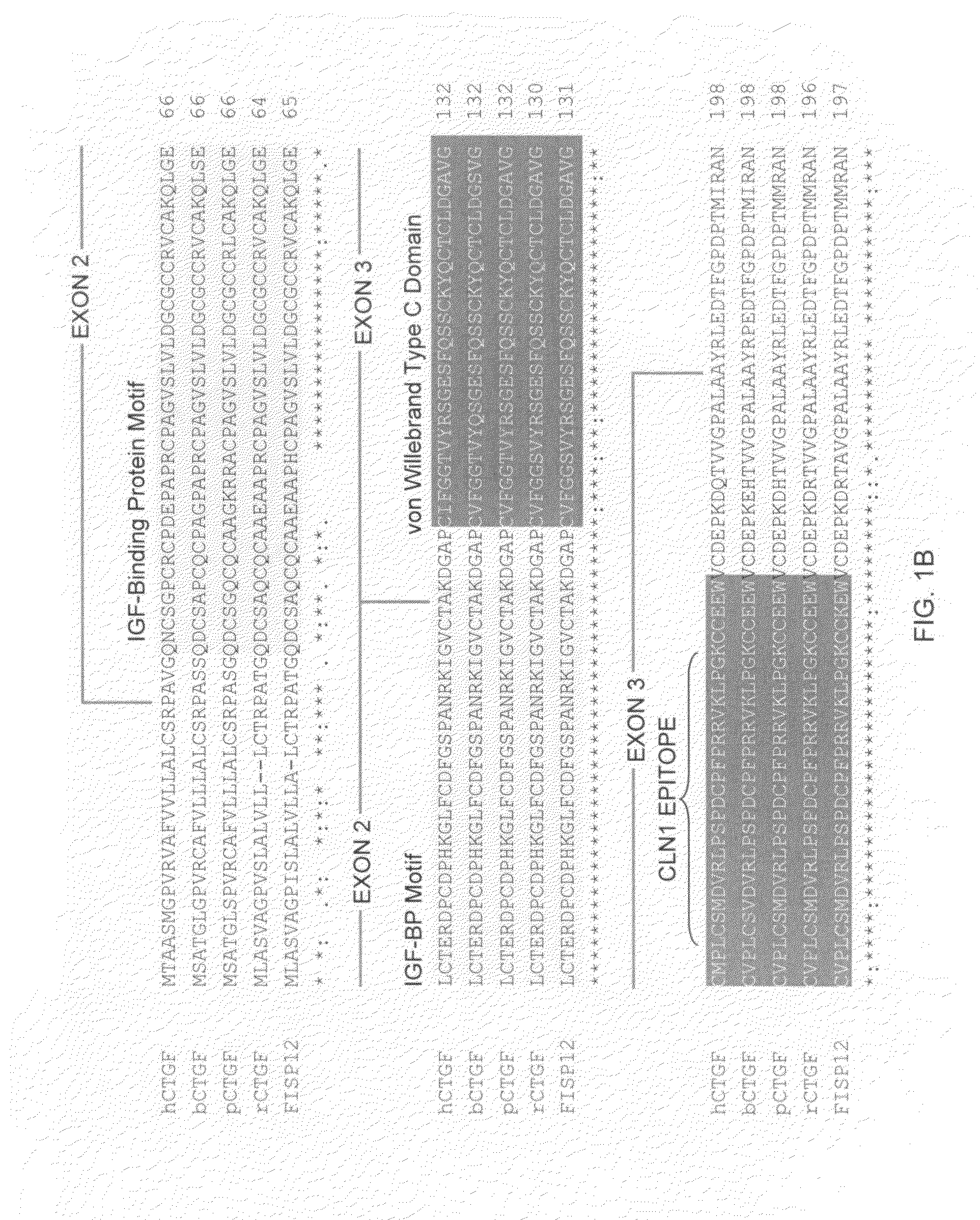 Antibodies that bind to a portion of the VWC domain of connective tissue growth factor