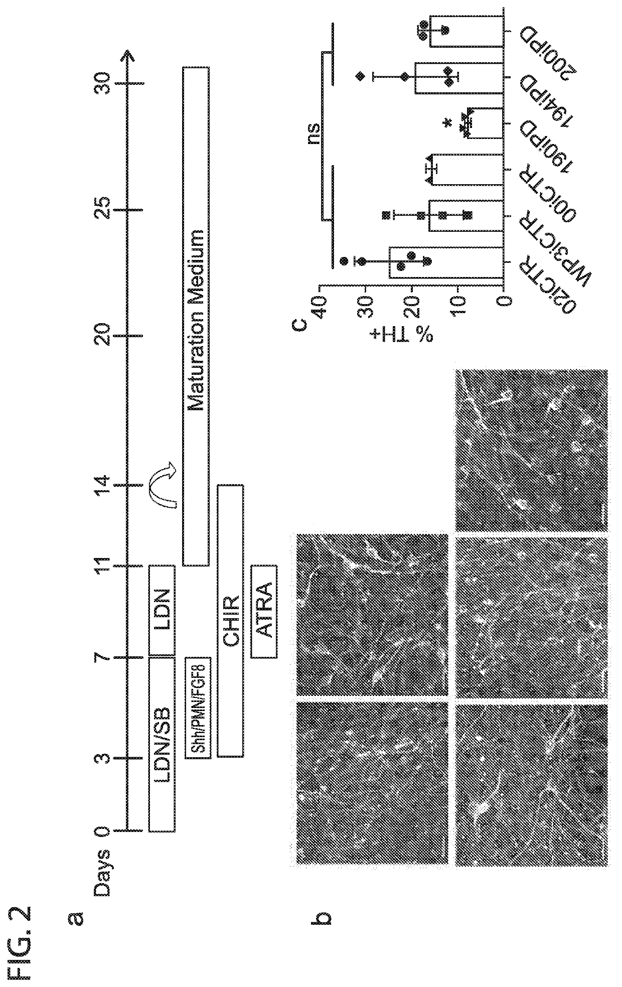 Novel differentiation technique to generate dopaminergic neurons from induced pluripotent stem cells