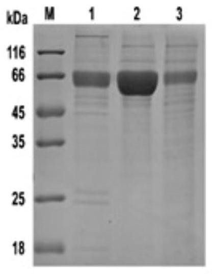 Influenza virus ha protein stem specific monoclonal antibody and its preparation method and application