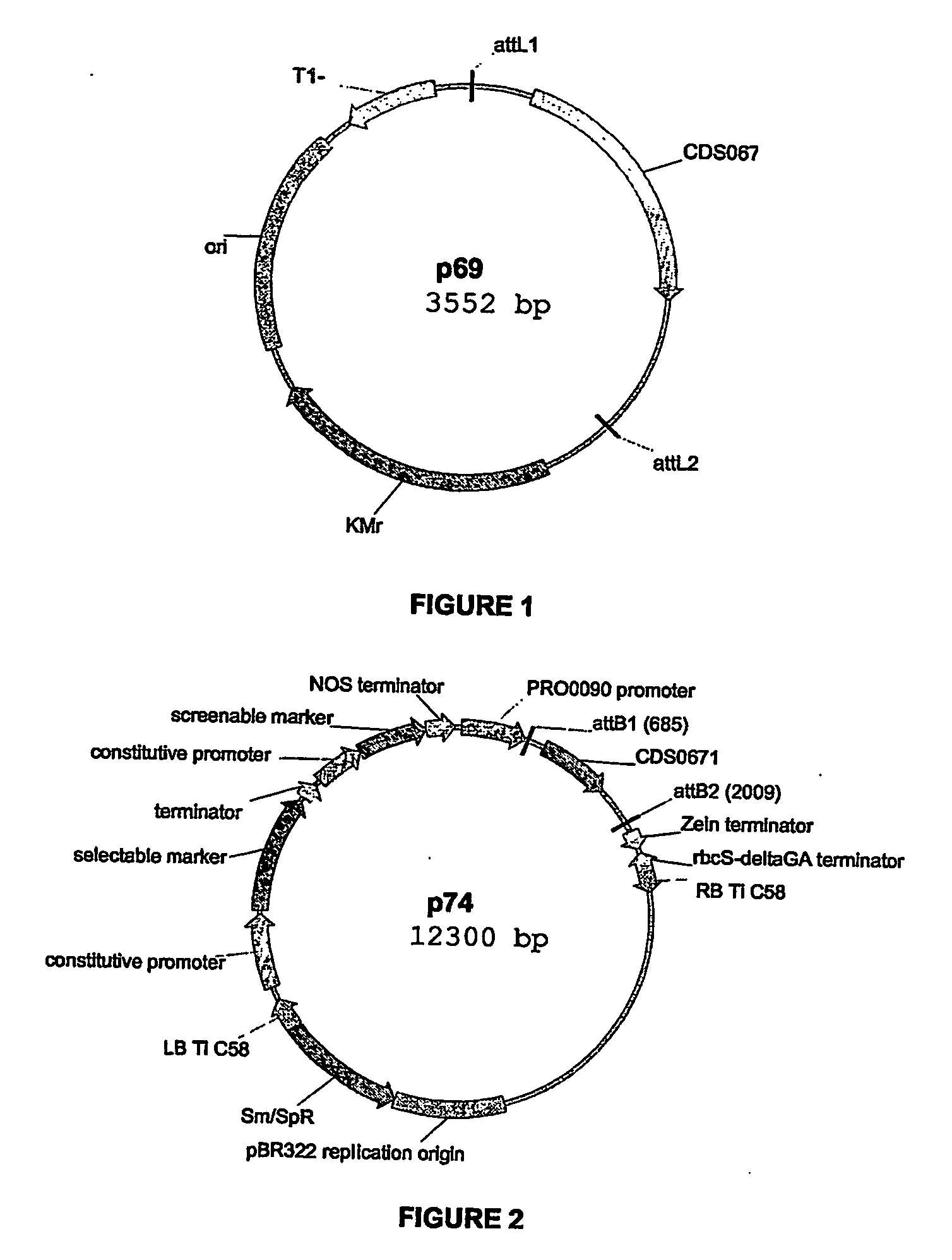 Plants having modified growth characteristics and method for making the same