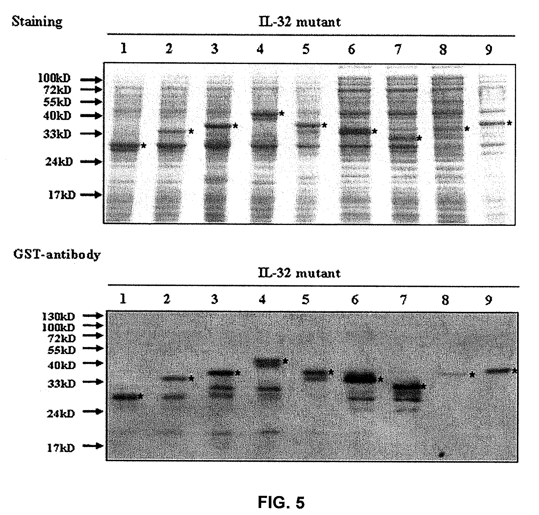IL-32 monoclonal antibodies and uses thereof
