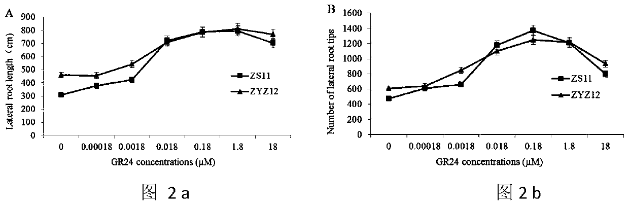 A method for studying the regulation of strigolactone on root growth of rapeseed