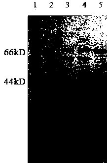 Preparation method of α-amylase