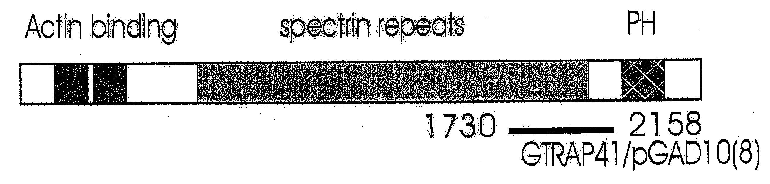 Glutamate transporter associated proteins and methods of use thereof