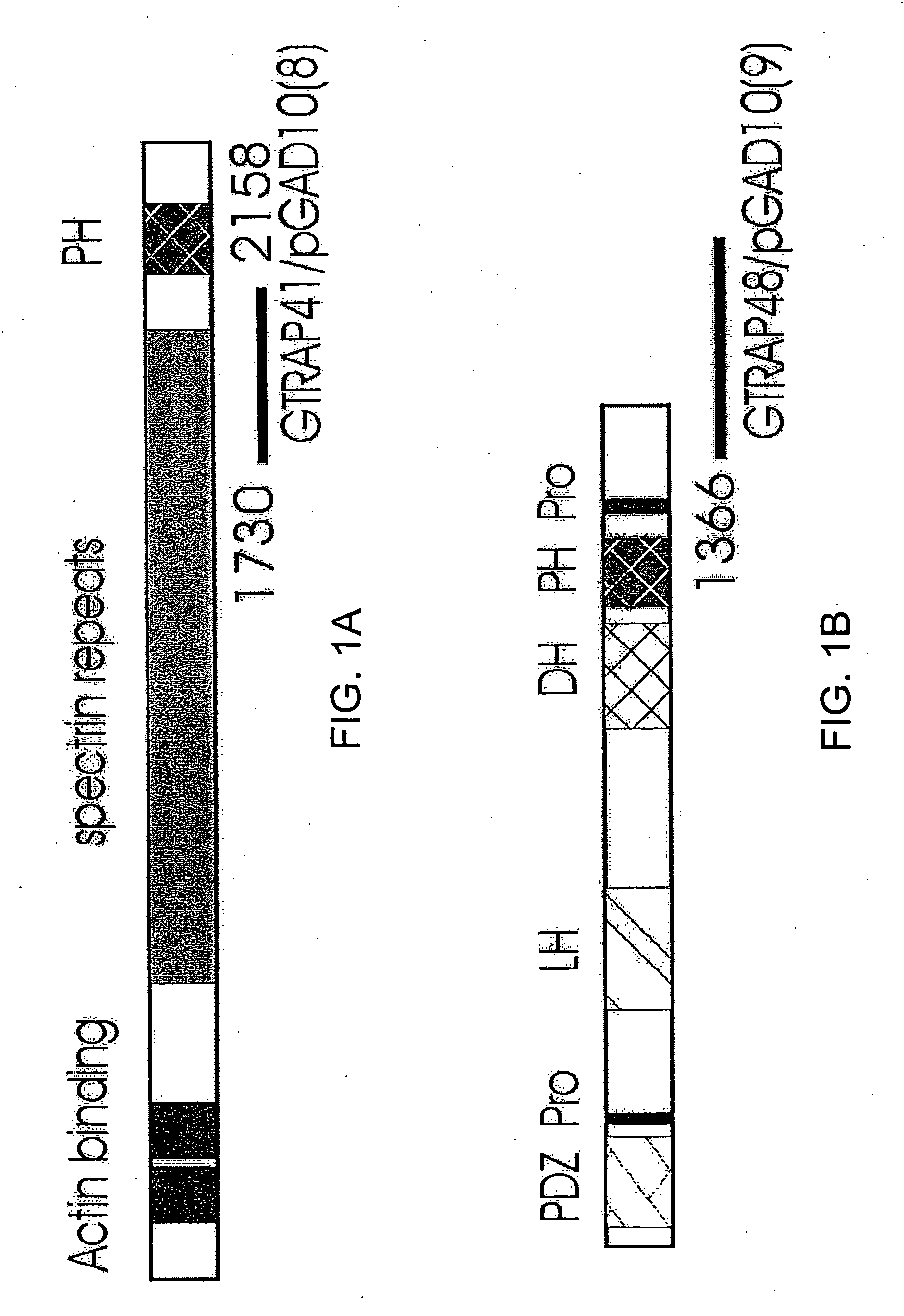 Glutamate transporter associated proteins and methods of use thereof