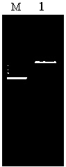 Lovastatin acylase containing one or several point mutations