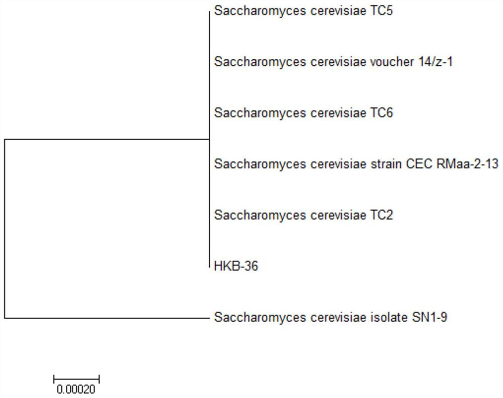 A kind of antibacterial yeast culture and its application