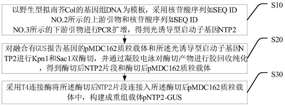 Photoinduced gene promoter, recombinant vector, construction method of recombinant vector and recombinant bacteria