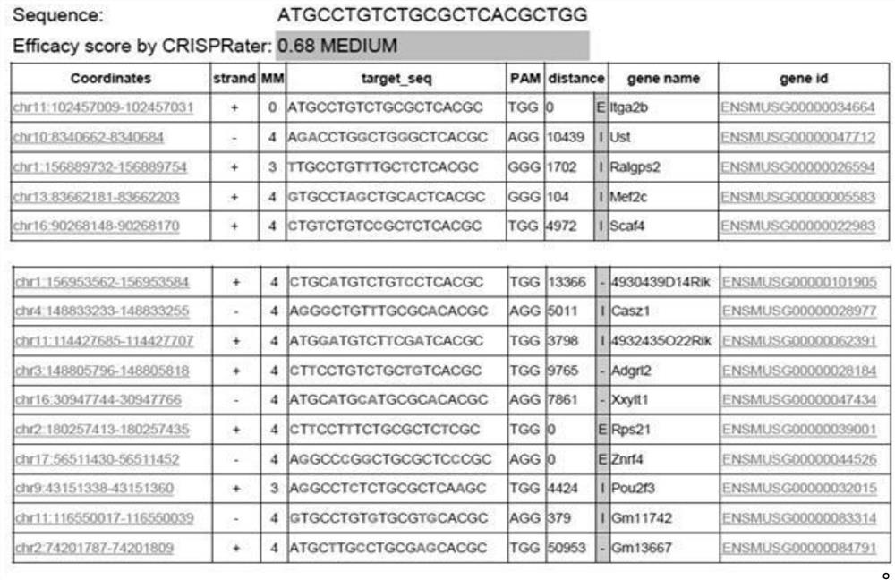 Construction method of point mutation glanzmann's thrombasthenia (GT) mouse model