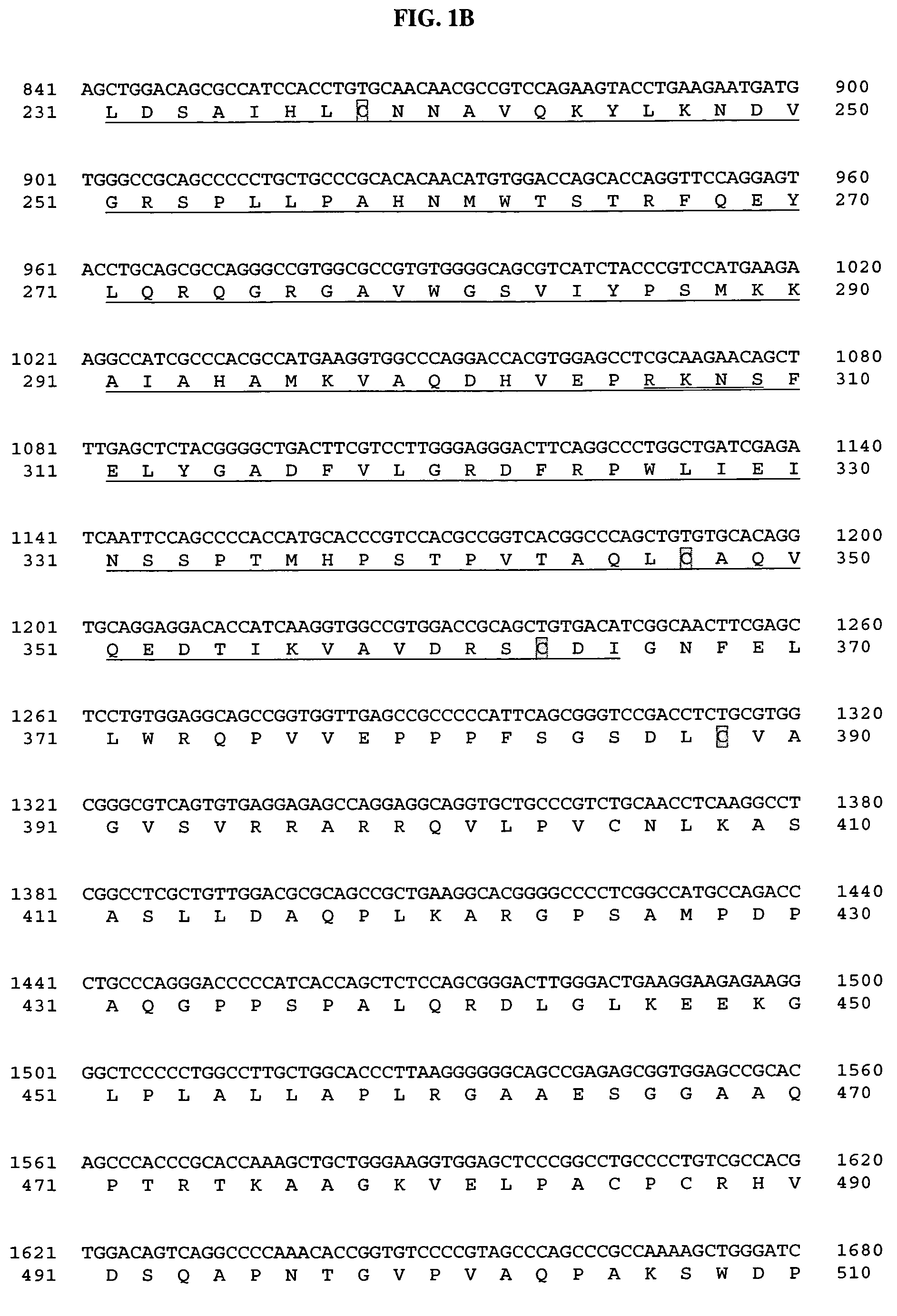 Polynucleotides encoding a novel testis-specific tubulin tyrosine-ligase-like protein, BGS42