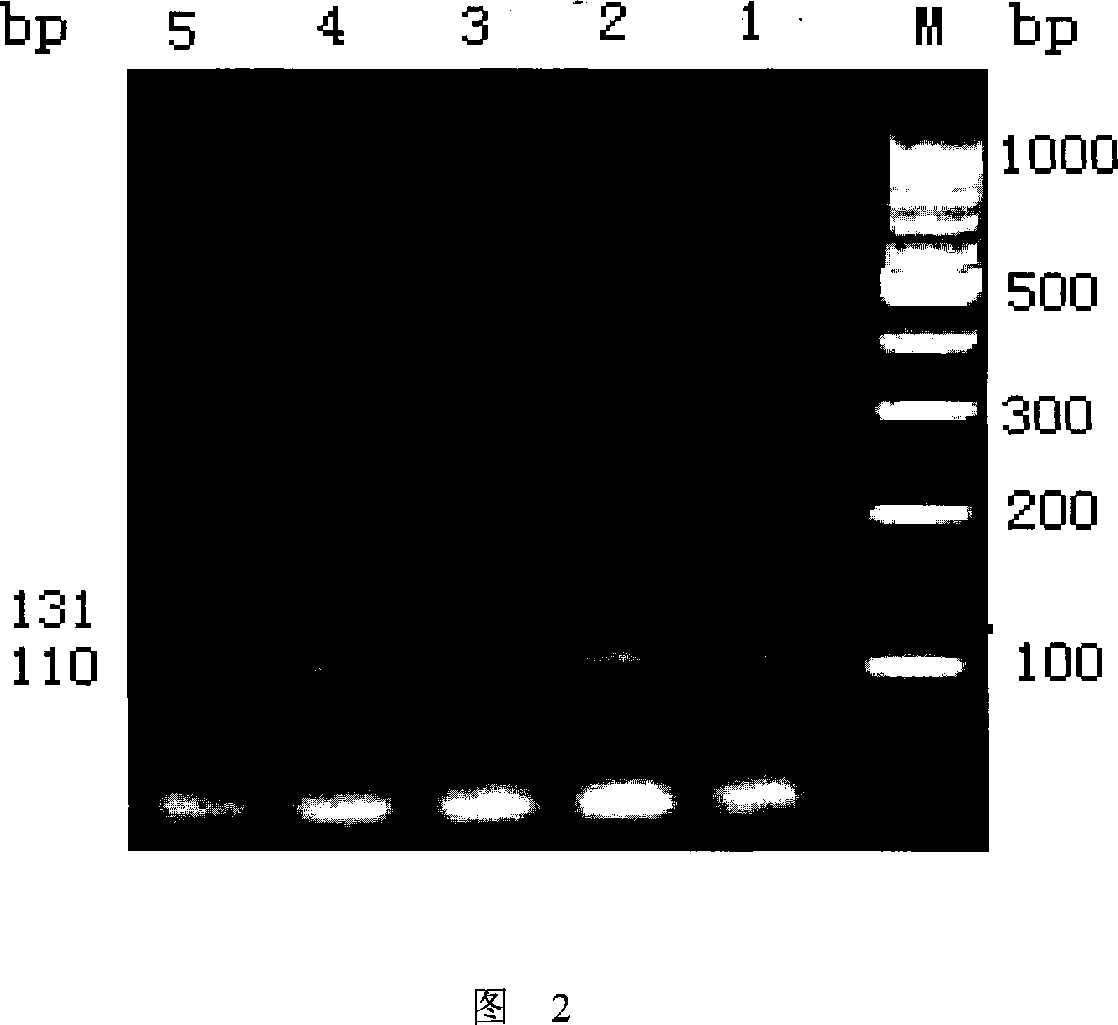 Method for confirming warfarin dose of Chinese population individuals