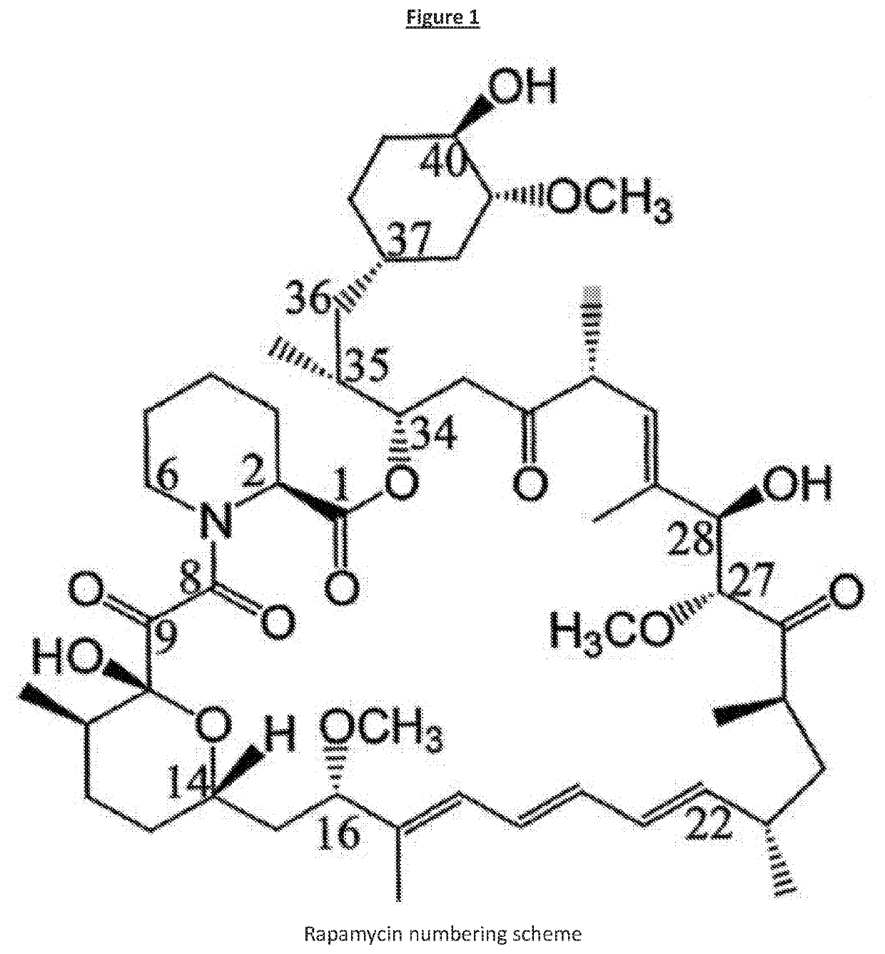 Rapamycin analog for prevention and/or treatment of cancer