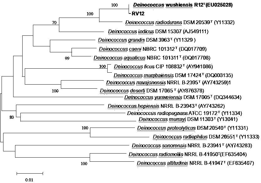 Deinococcus wushiensis and application thereof in cobalt ion biological adsorption treatment