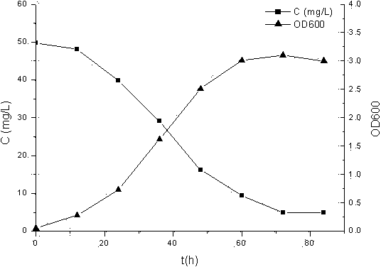 Deinococcus wushiensis and application thereof in cobalt ion biological adsorption treatment