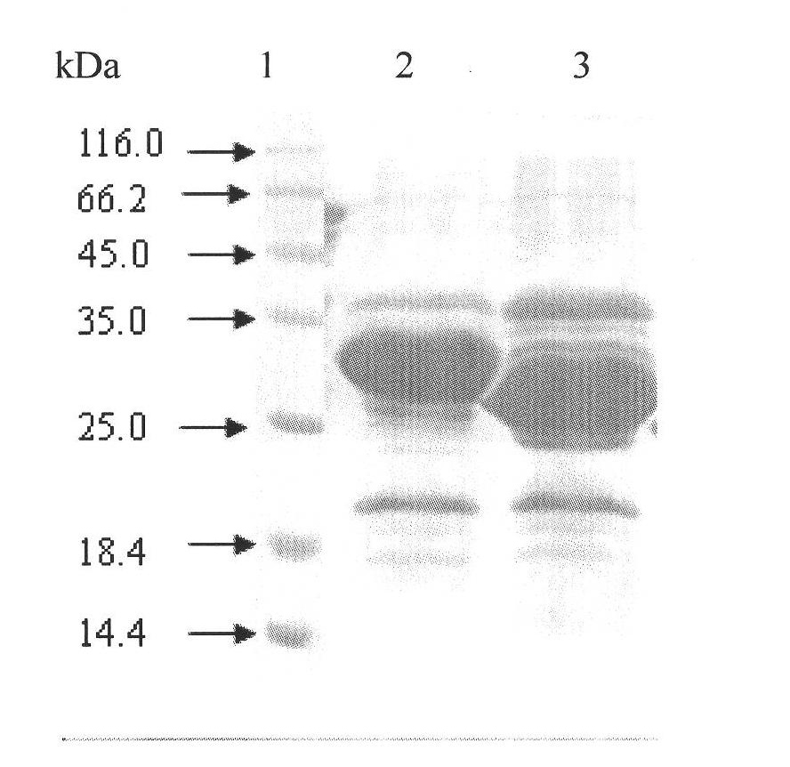 Method for constructing in-vitro aggregation model of associated protein polyQ of Huntington's disease
