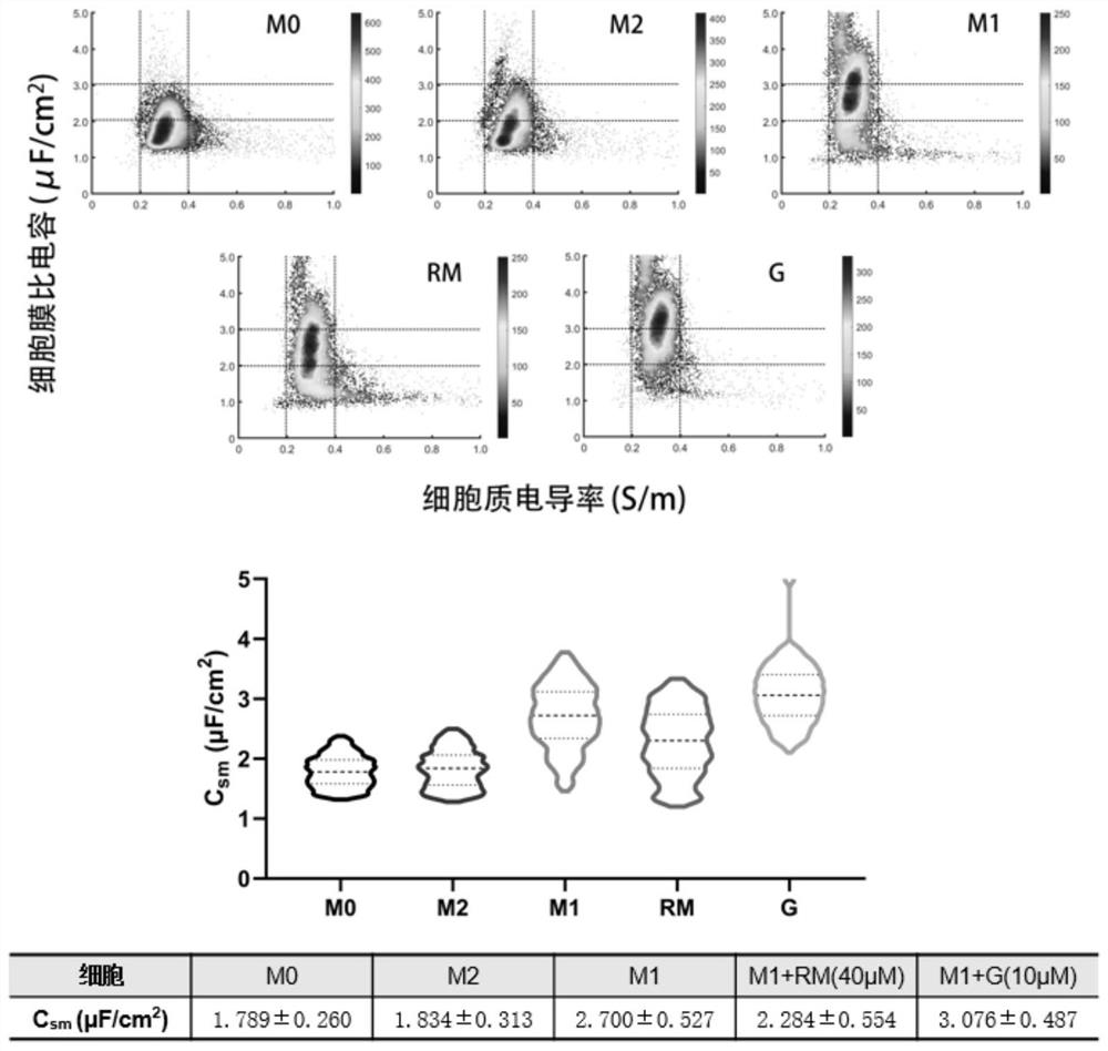 Identification method and application of M1 type macrophages