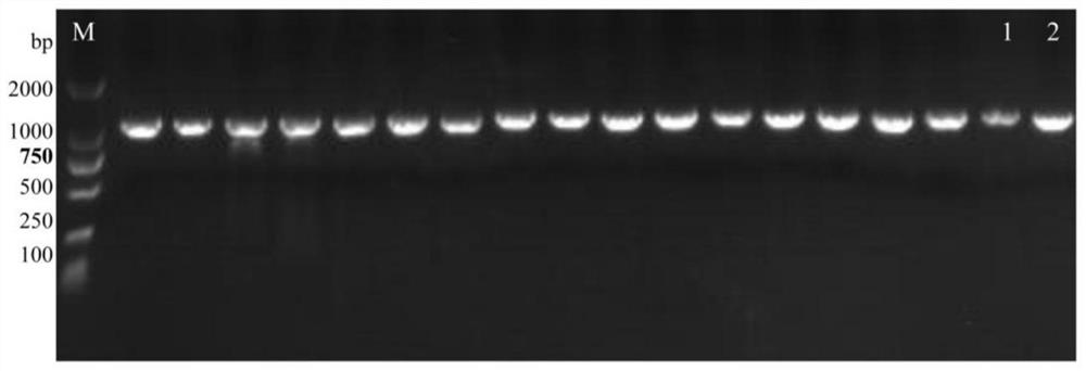 Site-specific gene knockout method of vibrio harveyi based on absolute ethyl alcohol or sodium dodecyl sulfate stimulation