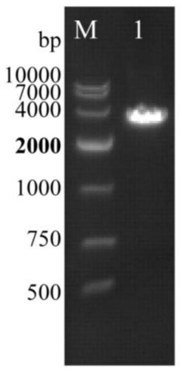 Site-specific gene knockout method of vibrio harveyi based on absolute ethyl alcohol or sodium dodecyl sulfate stimulation