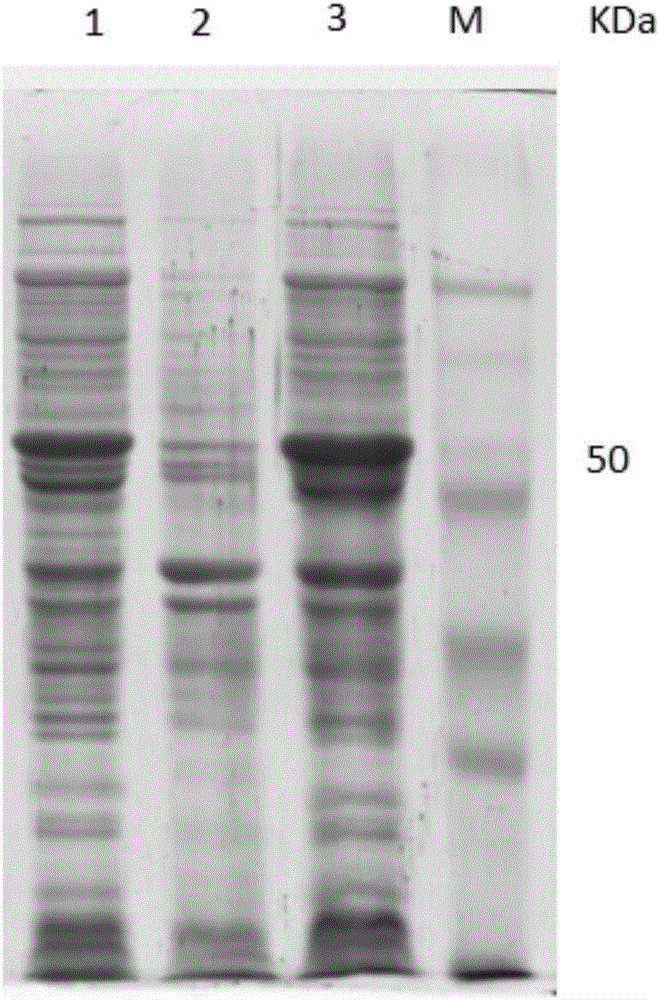 Eimeria tenella microneme protein-2 mutant EtMIC2-1130 of chickens