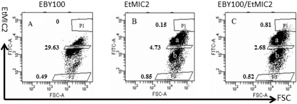 Eimeria tenella microneme protein-2 mutant EtMIC2-1130 of chickens