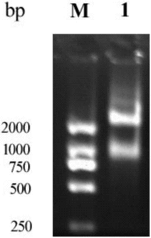 Full-length identification and application of wingless gene of Periplaneta americana