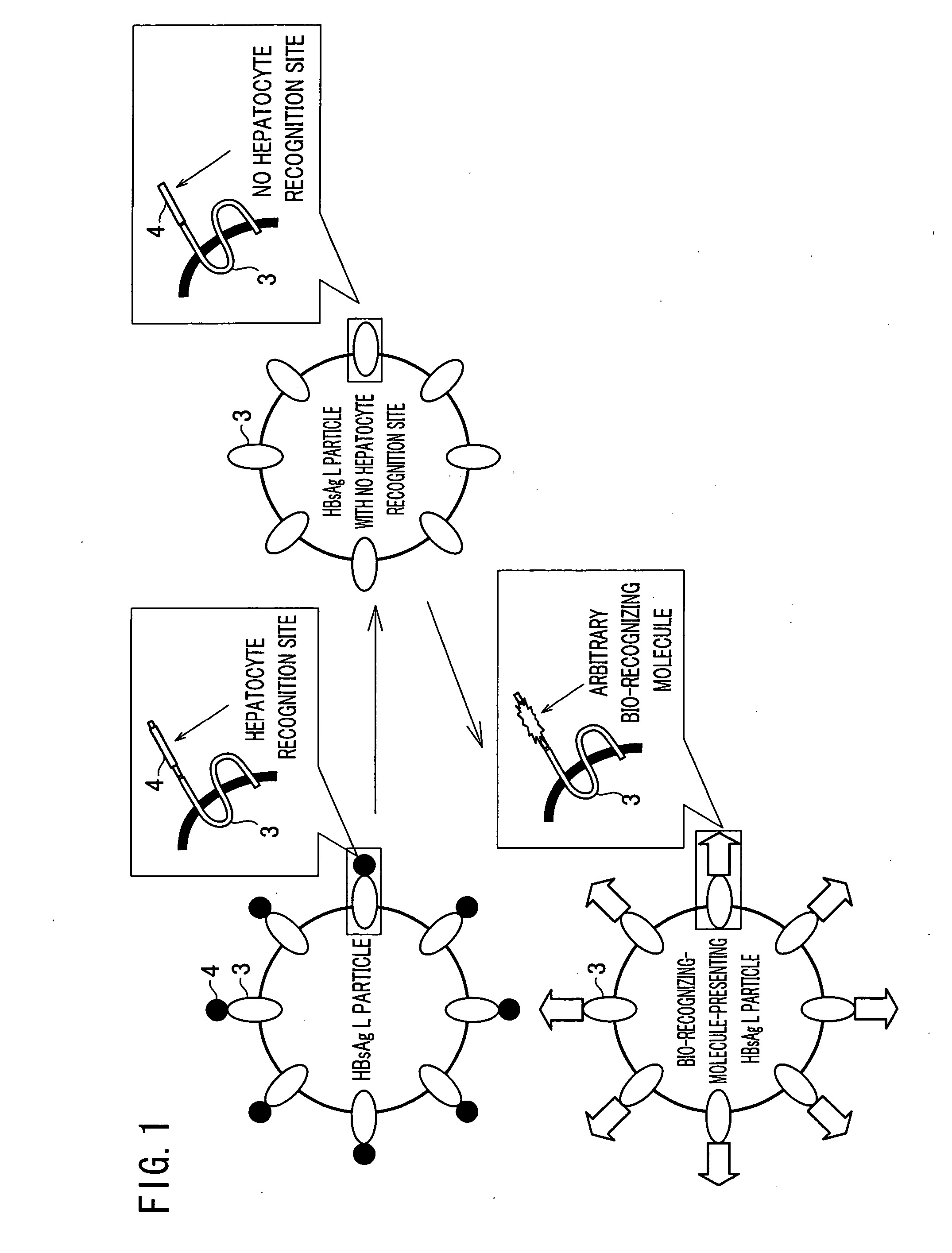 Hollow nanoparticles of protein and drug using the same