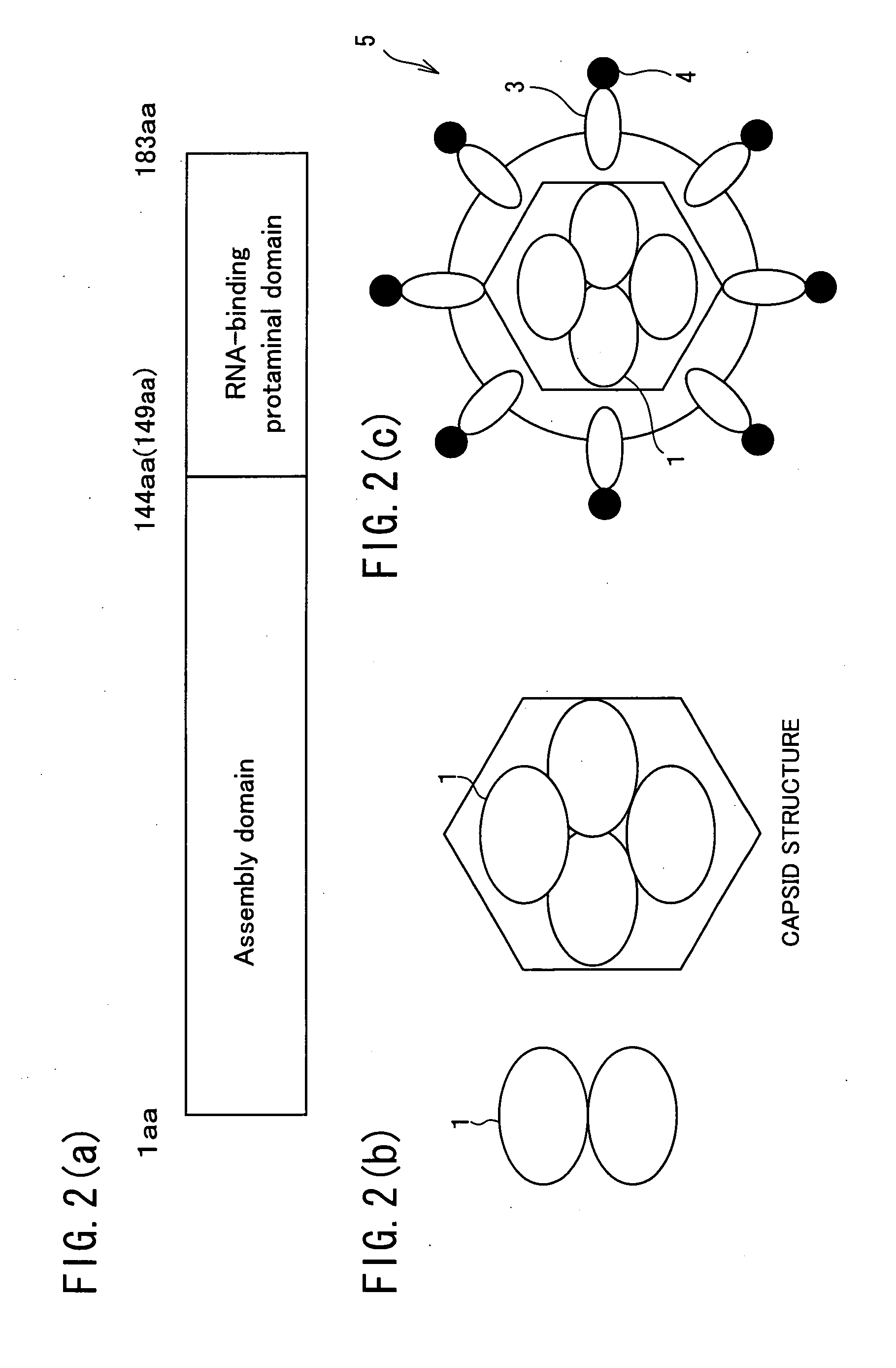 Hollow nanoparticles of protein and drug using the same